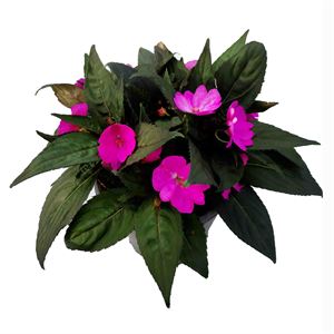 Afbeelding van Impatiens Sun Patiens P19 Orchid